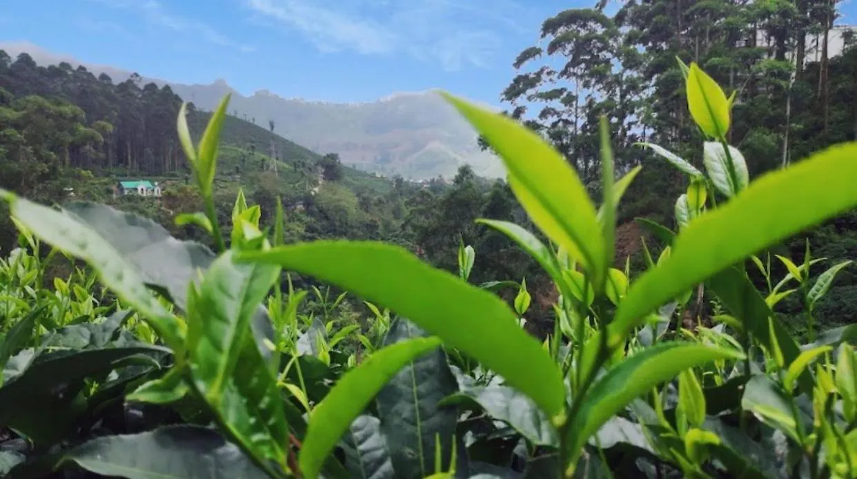 4 Rooms Private Cottage At Attukad Tea Estate Devikolam 0*,